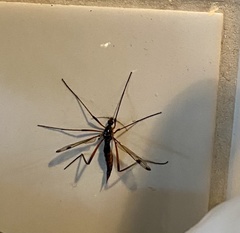 Dictenidia bimaculata