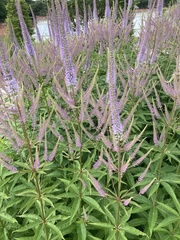 Veronicastrum