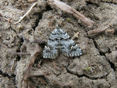 Arctesthes catapyrrha