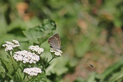 Lycaena alciphron