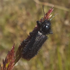 Enicopus