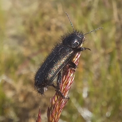 Enicopus