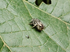 Anthophora marginata