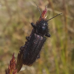 Enicopus