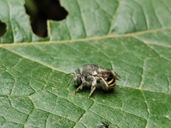 Anthophora marginata