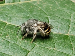 Anthophora marginata