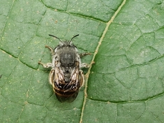 Anthophora marginata