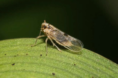 Laodelphax striatella