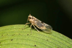 Laodelphax striatella