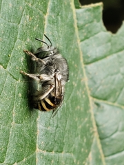 Anthophora marginata
