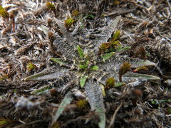 Plantago triandra