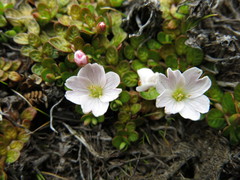 Epilobium angustum