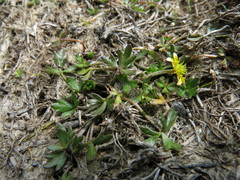 Ranunculus glabrifolius