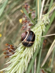 Cepaea nemoralis