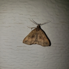 Phalaenostola eumelusalis