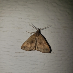 Phalaenostola eumelusalis