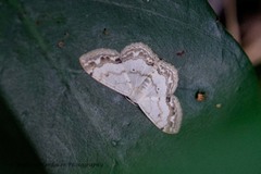 Scopula propinquaria