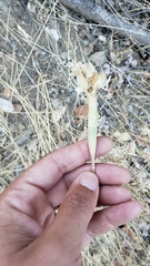 Neolasioptera lupini