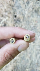 Neolasioptera lupini