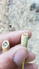 Neolasioptera lupini