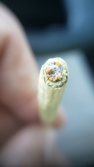 Neolasioptera lupini