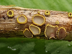 Trichopeziza mollissima
