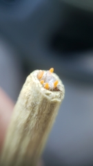 Neolasioptera lupini