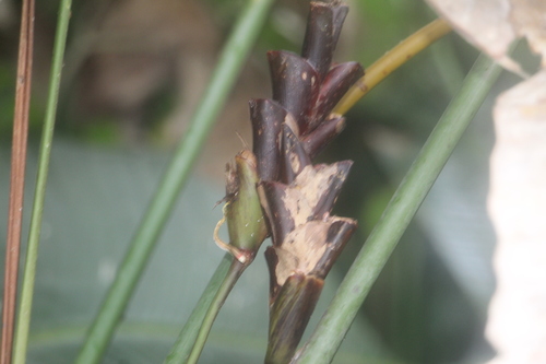 Calathea lutea