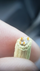 Neolasioptera lupini