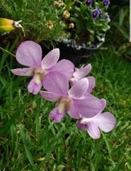 Dendrobium bigibbum