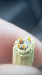 Neolasioptera lupini