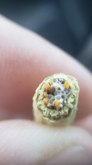 Neolasioptera lupini