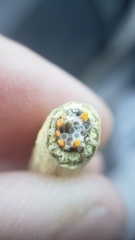 Neolasioptera lupini