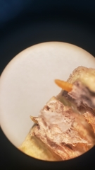 Neolasioptera lupini