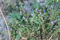 Campanula komarovii
