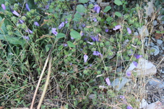 Campanula komarovii