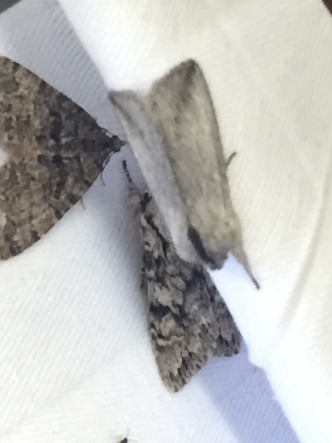 Pleromella opter photo 4