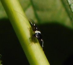 Planuncus tingitanus