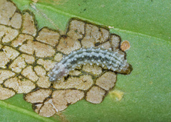 Leucoplema dohertyi
