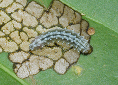 Leucoplema dohertyi