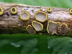 Trichopeziza mollissima