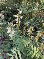 Astragalus williamsii