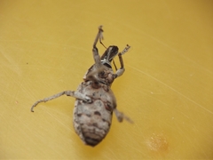 Cosmogaster lateralis