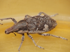 Cosmogaster lateralis