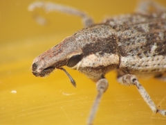 Cosmogaster lateralis