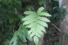 Phlebodium pseudoaureum