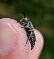 Coelioxys sodalis