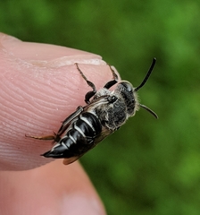Coelioxys sodalis