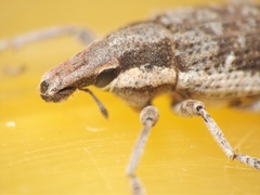 Cosmogaster lateralis