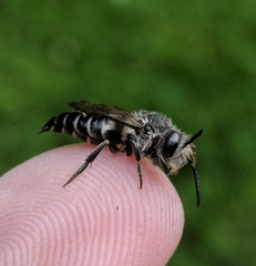 Coelioxys sodalis